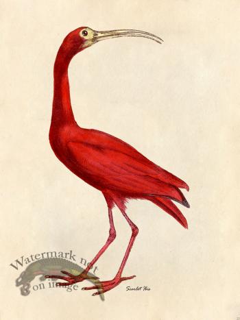 Scarlet Ibis - Tribute Bd 23